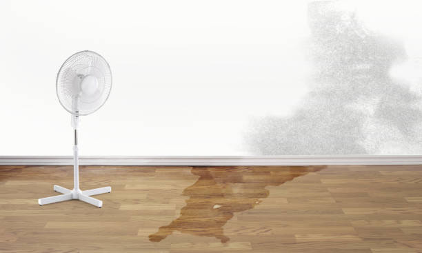 Best Local water damage restoration  in Bladenboro, NC